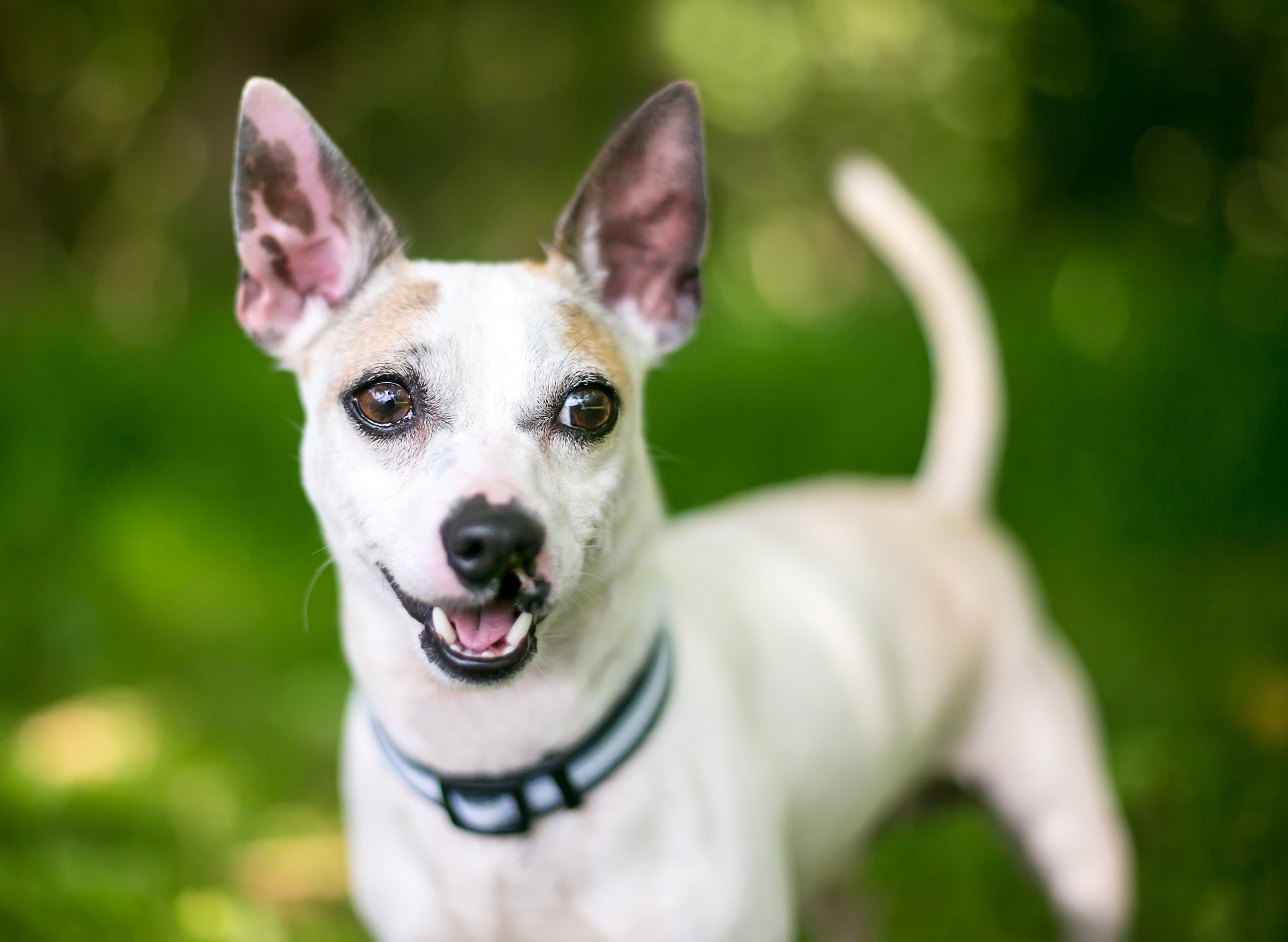 Lábio leporino e fenda palatina: cachorro pode precisar de cirurgia pra corrigir os problemas