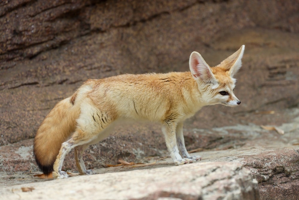 O feneco é um animal selvagem de origem desértica