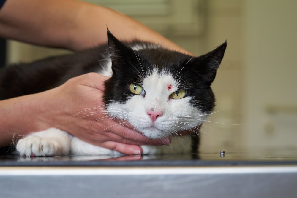 Obervsar o local da ferida no rosto do gato e outros sintomas ajuda a identificar a causa do problema