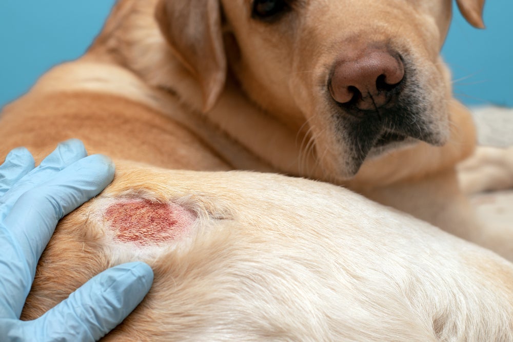 Os tipos de feridas em cachorro são variados