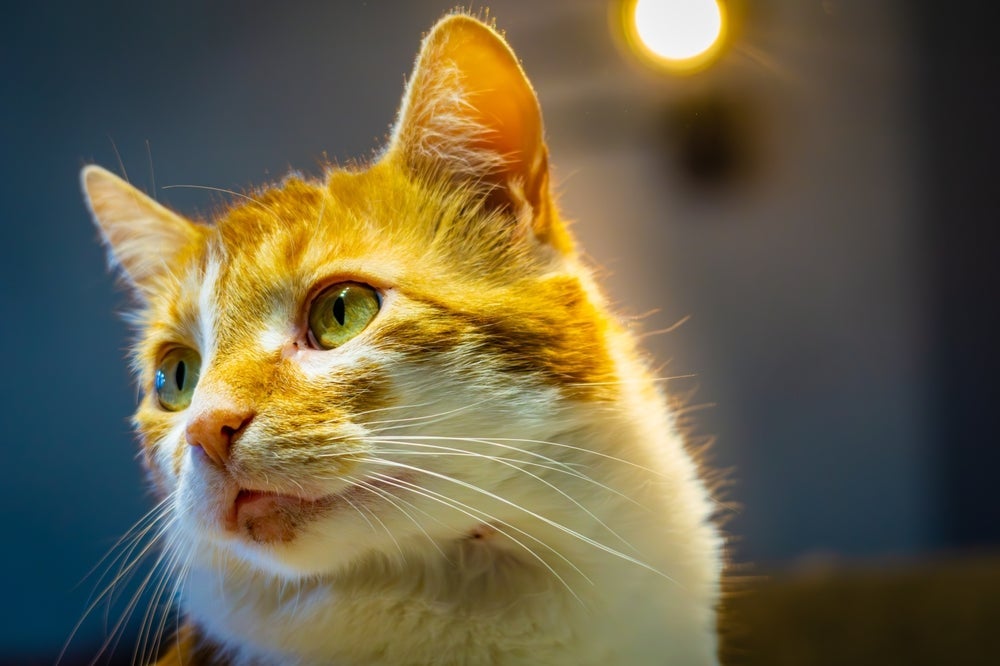 Feridas na boca de gatos podem ser causadas por alergia alimentar e outros problemas.