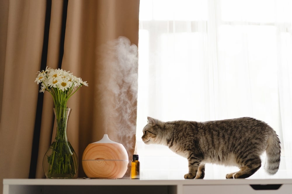 O difusor de feromônios para gatos é indicado principalmente para ambientes com mais de um animal.
