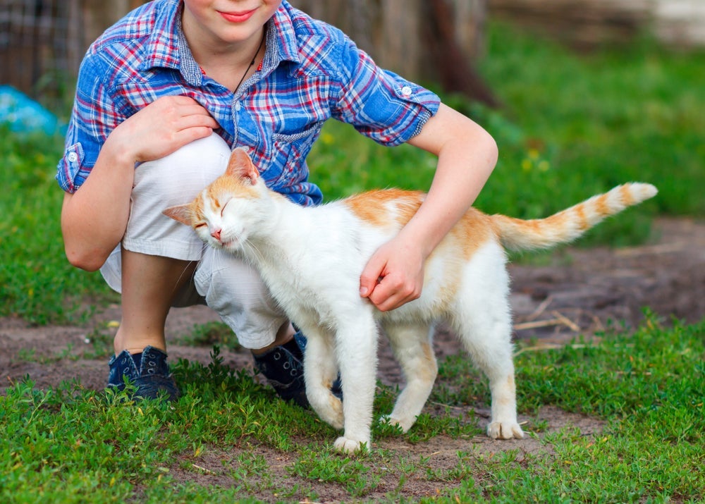 Feromônios: gatos liberam substâncias químicas que podem atuar na comunicação