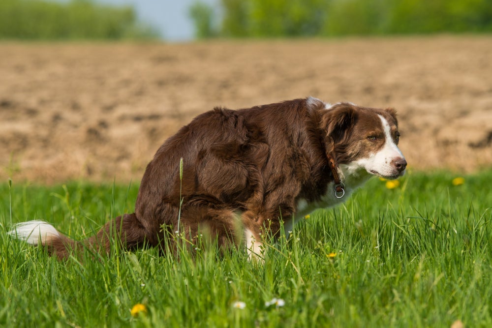 Fezes de cachorro com gosma podem indicar verminoses