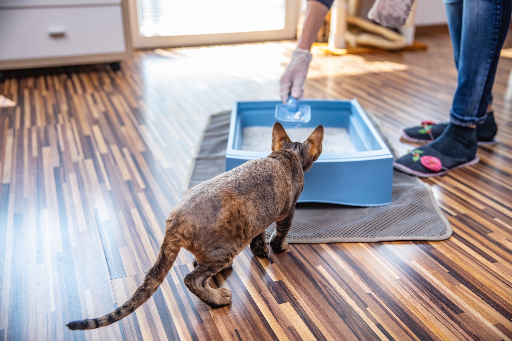 A caixa de areia para gatos deve ser limpa superficialmente todos os dias