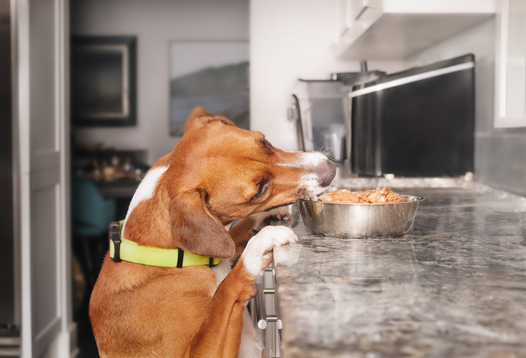 É importante que o fígado para cachorro esteja cozido e sem sal 