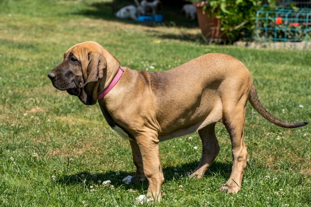 O Fila Brasileiro foi a primeira raça de cachorro brasileiro reconhecida pela Federação Cinológica Internacional (FCI)