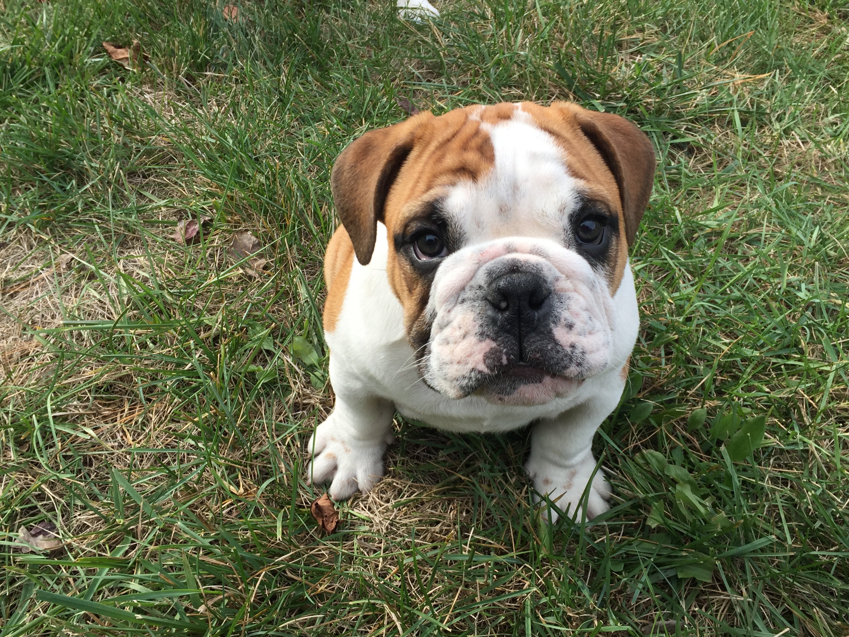 O Bulldog Inglês tem um vínculo forte com a famí­lia que ama