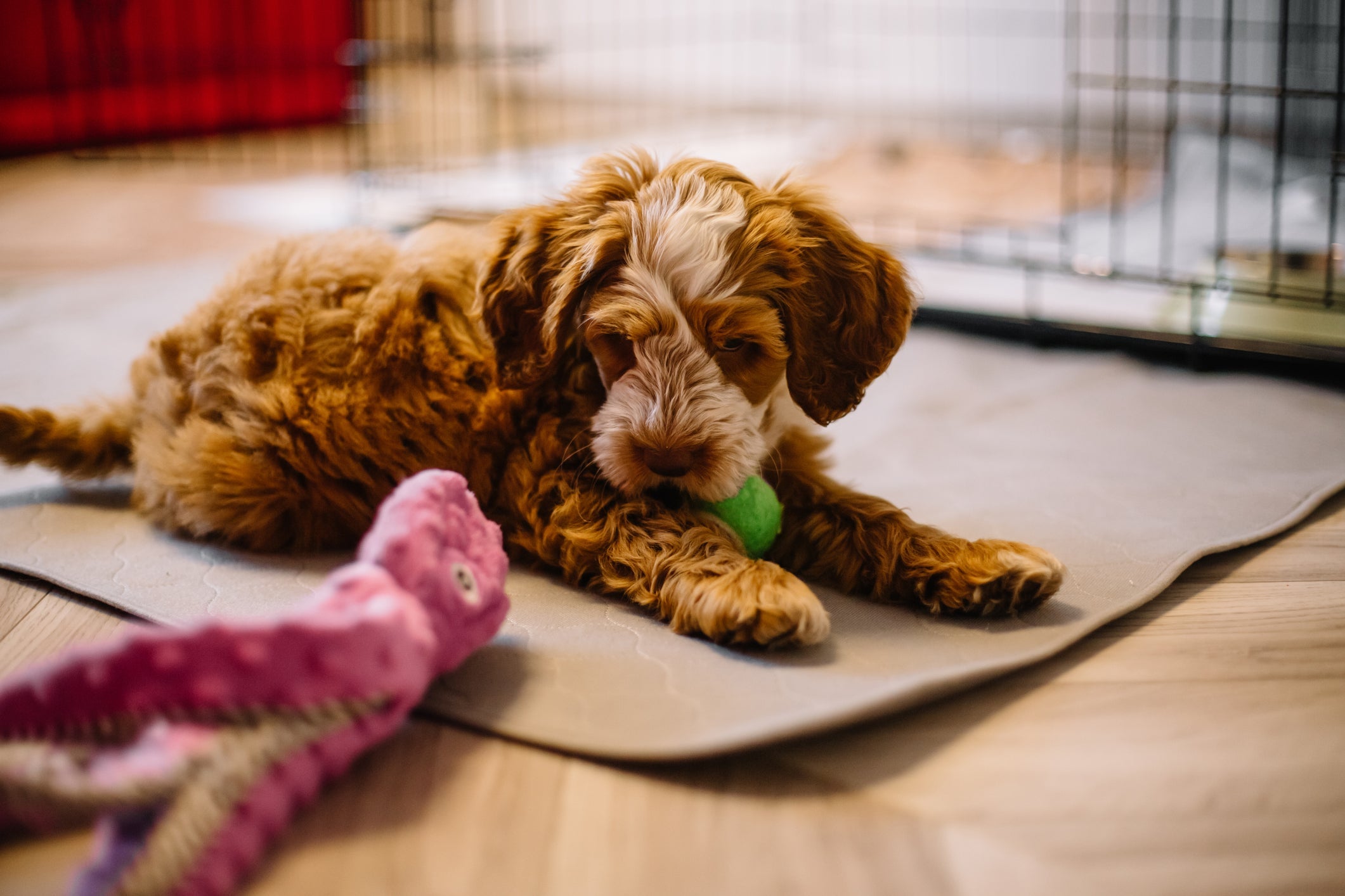 É importante oferecer todos os acessórios que um cachorro filhote precisa para viver bem
