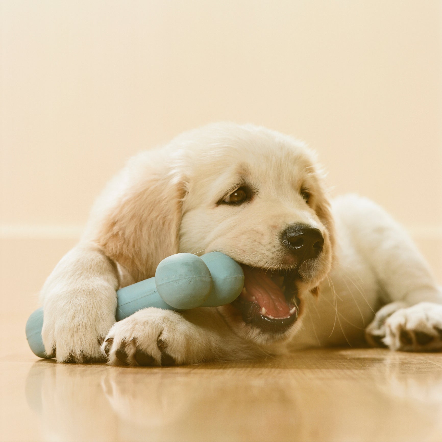 Filhote de cachorro chorando: uma dica para evitar isso é arranjar um local confortável e com brinquedos para o cãozinho