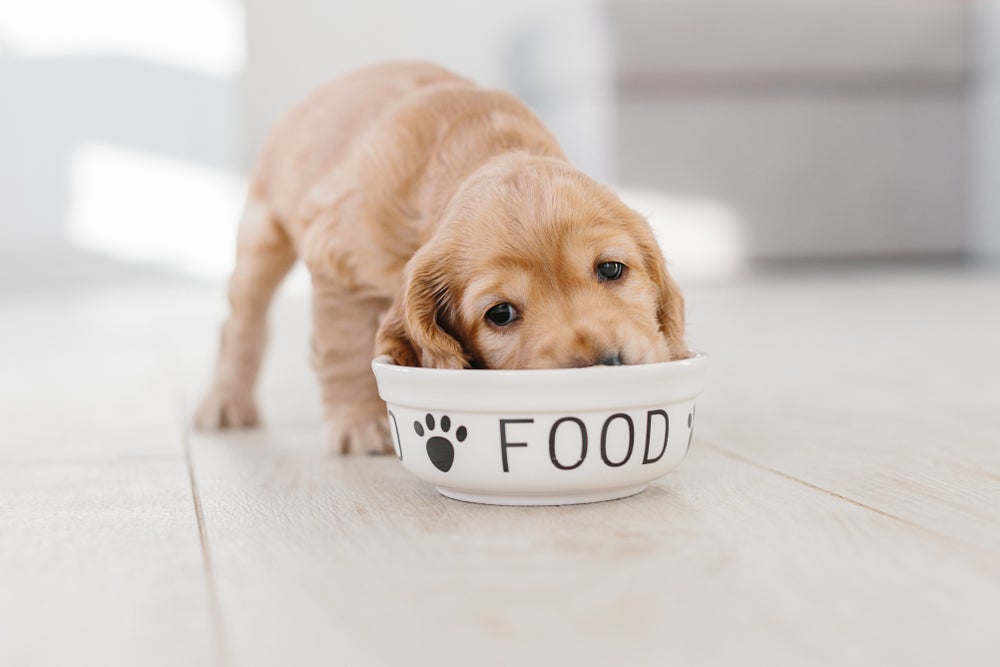 A alimentação do filhote de cachorro é diferente nessa fase da vida.