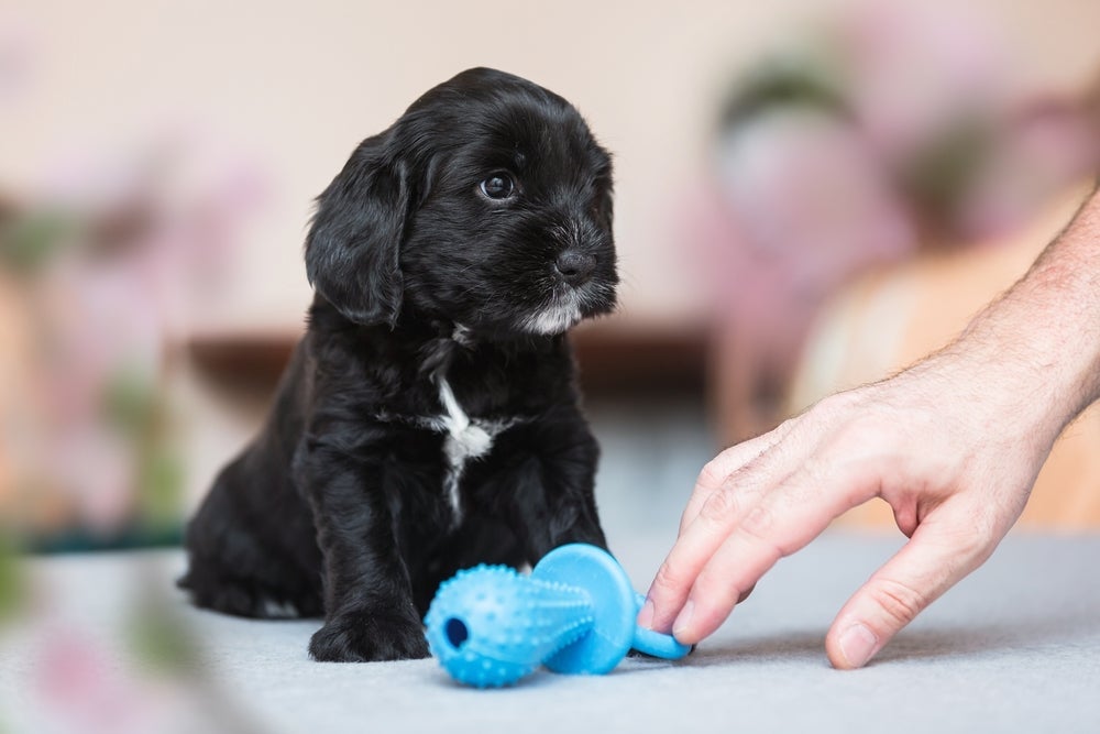 O mordedor é um ótimo aliado para evitar o cachorro mordendo tudo