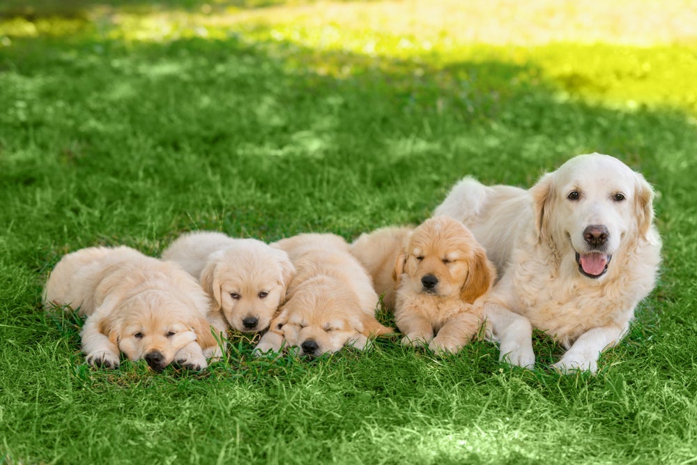 Os filhotes de cachorro precisam do contato com a mãe e os irmãos 