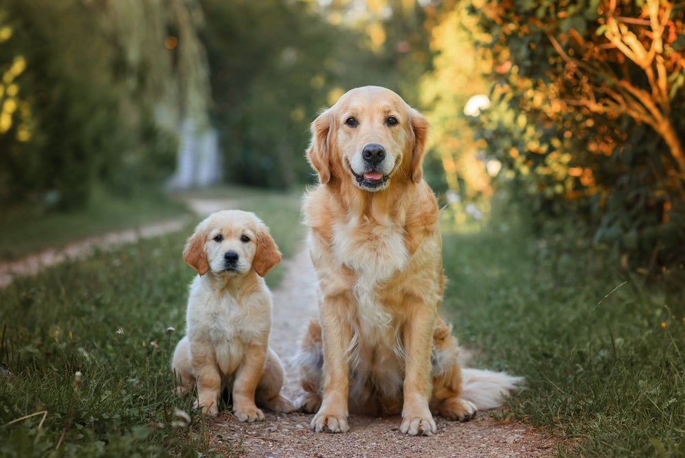 Filhotes de cachorros Golden demoram mais para se desenvolverem