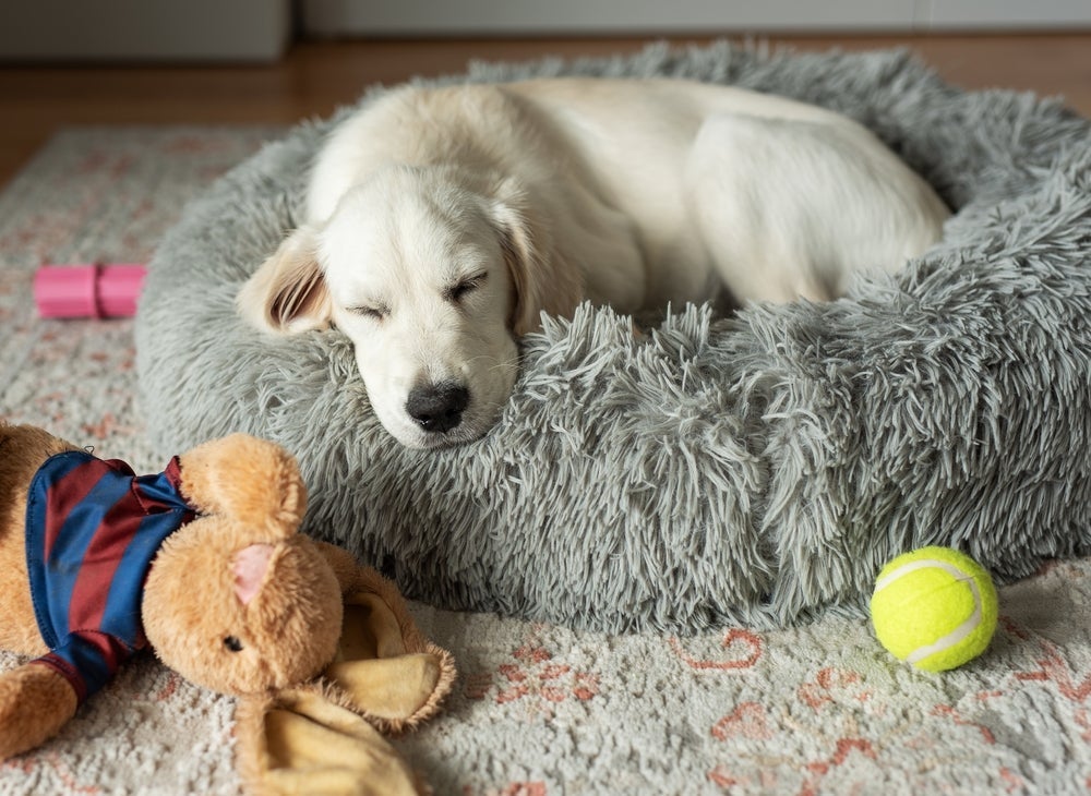 O cachorro filhote costuma dormir bastante