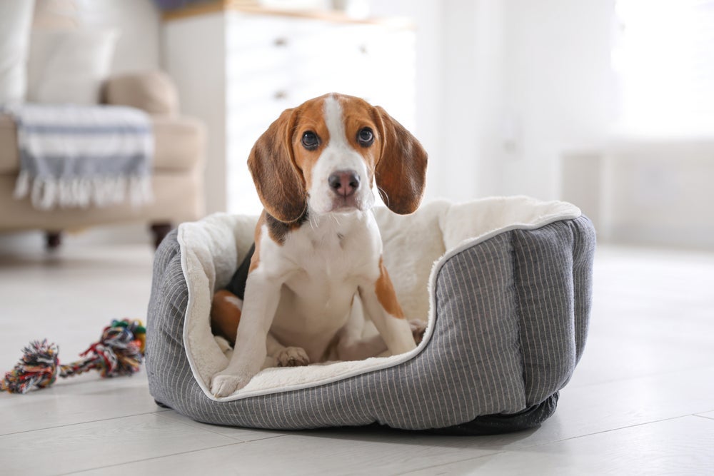 Quando o cachorro é adulto? O porte do animal determina a idade exata dessa transição