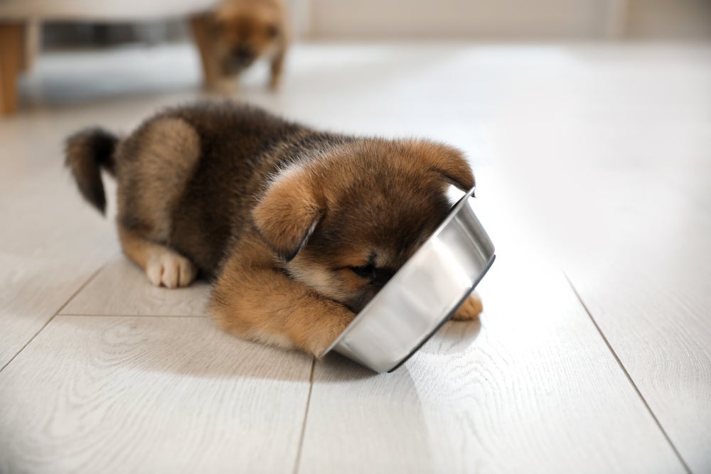Cachorro desesperado para comer: será que o pet está realmente faminto?