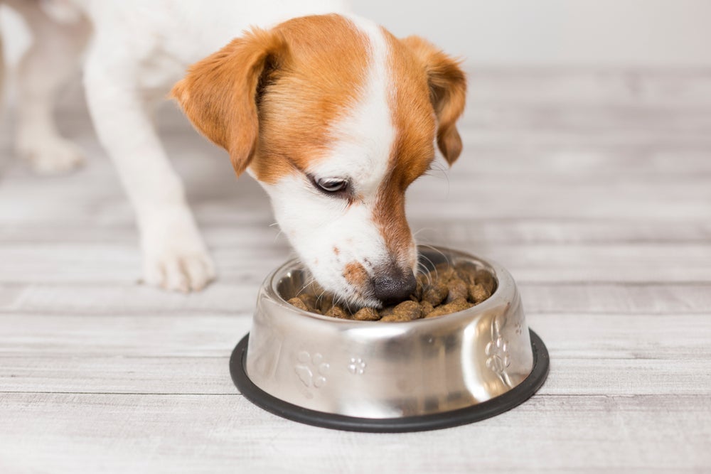 A alimentação de um cachorro filhote passa por diferentes etapas como amamentação, desmame e introdução de comida sólida