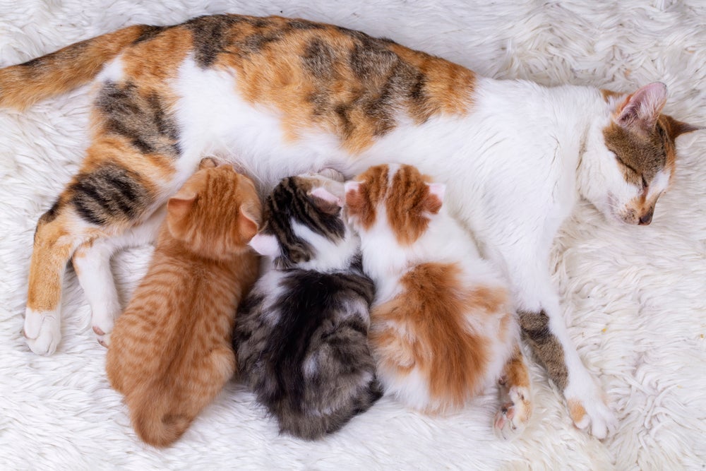 Filhotes de gatos podem ser alimentados somente com ração a partir das 8 semanas