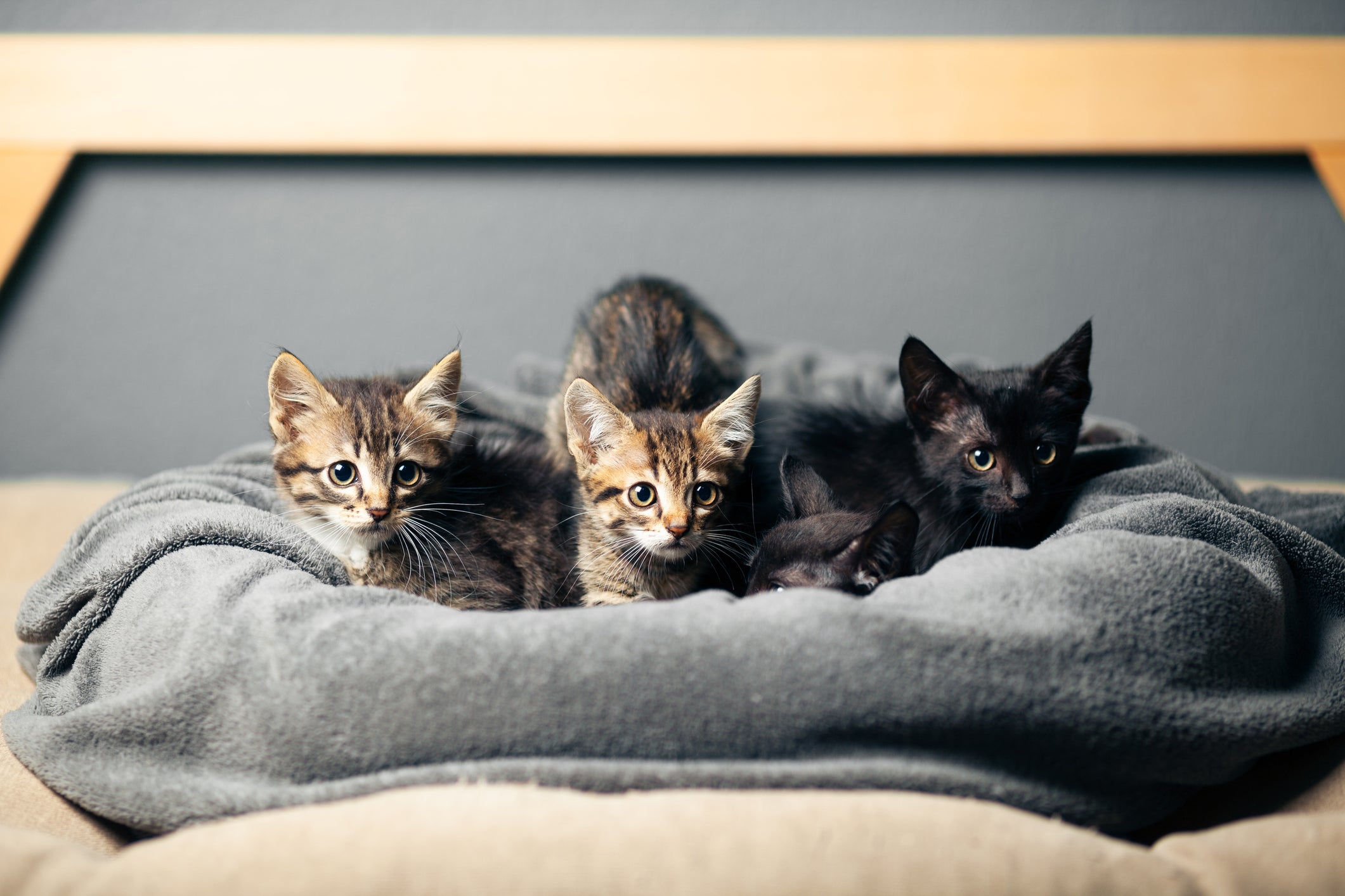 Separar o filhote de gato dos irmãos e da mãe traz malefícios para a saúde física e emocional do animal