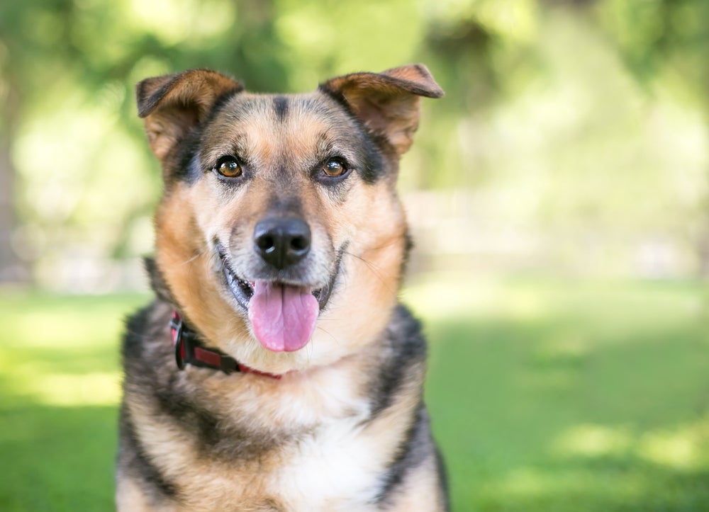 Cachorro filhote de vira-lata não é difícil de adestrar