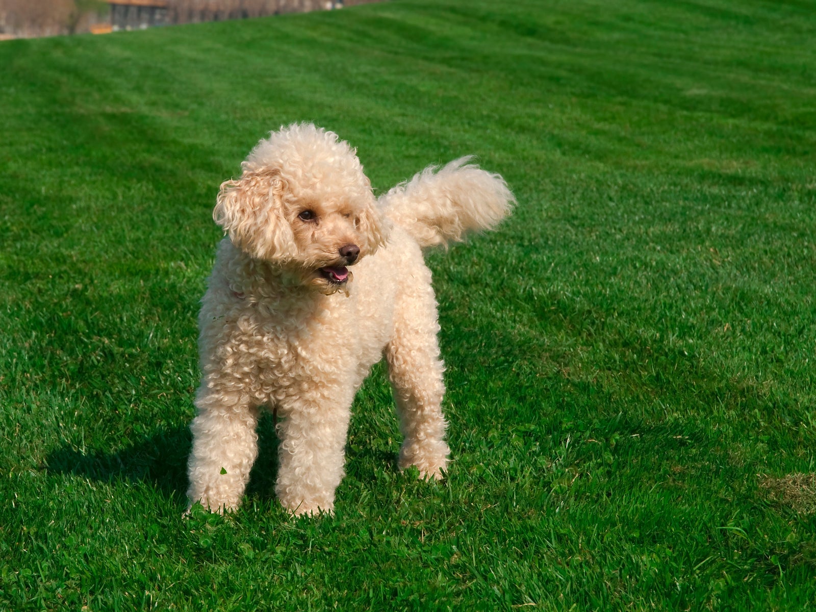 O Poodle filhote é tão inteligente e obediente que o adestramento fica até mais fácil