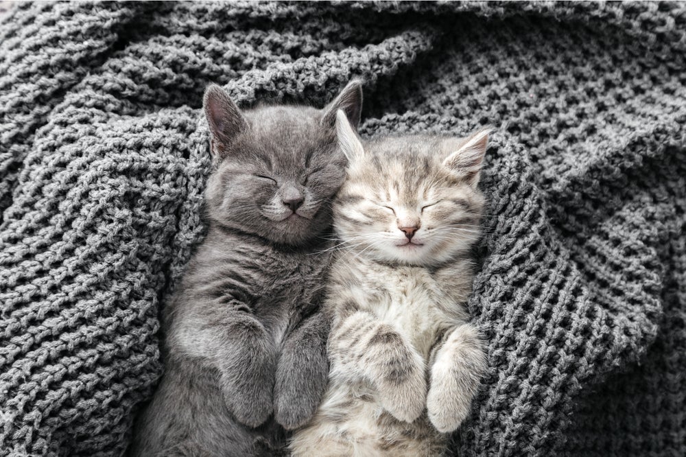 Comportamento dos gatos: quando começa a andar, o filhote de gato fica mais interativo