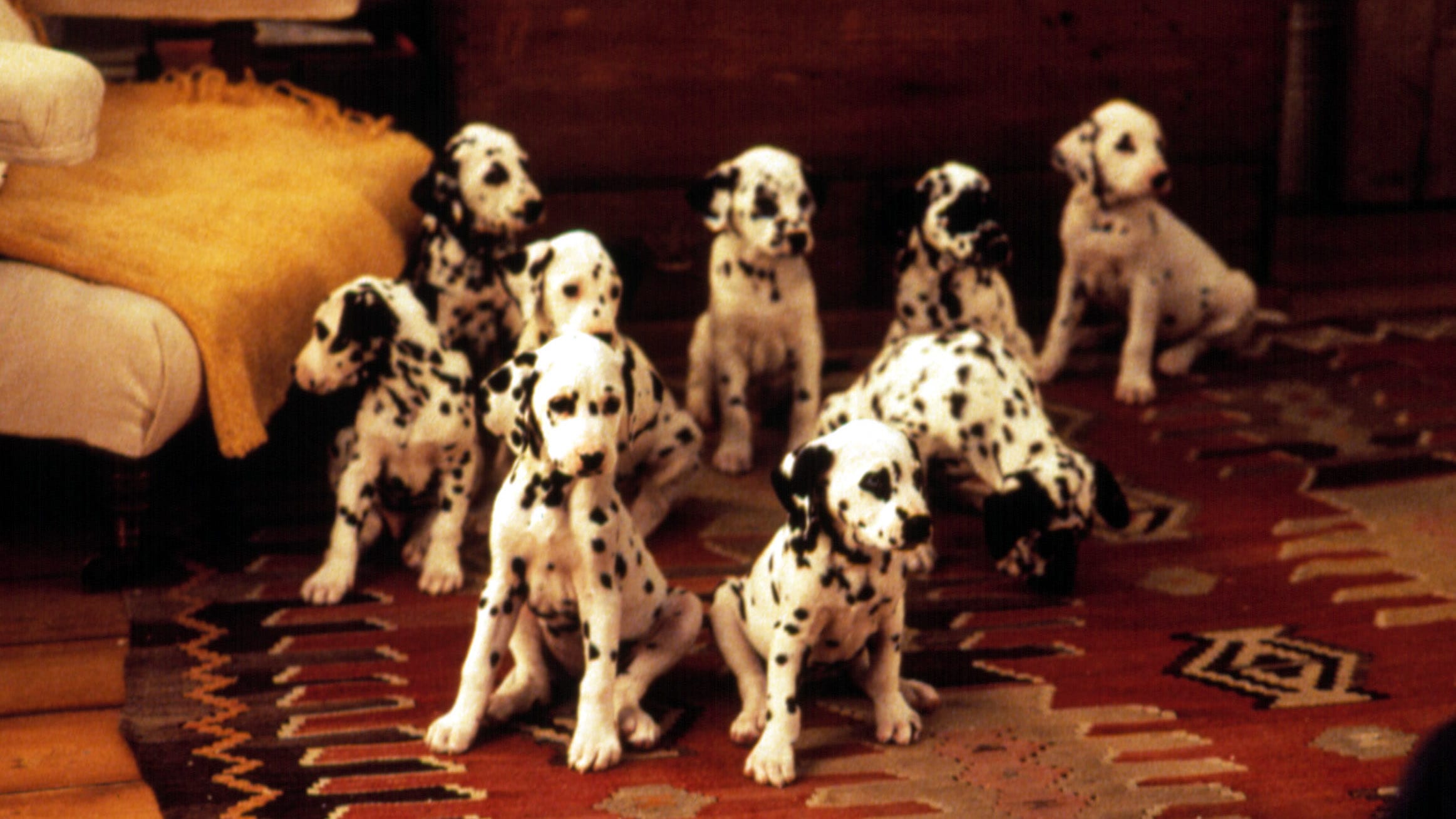 “101 Dálmatas” é um filme de cachorro que deixa os humanos aflitos  (Créditos: Divulgação)