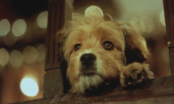 Esse filme de cachorro é estrelado por um cãozinho da raça ‘fiapo de manga’ (Créditos: Divulgação)