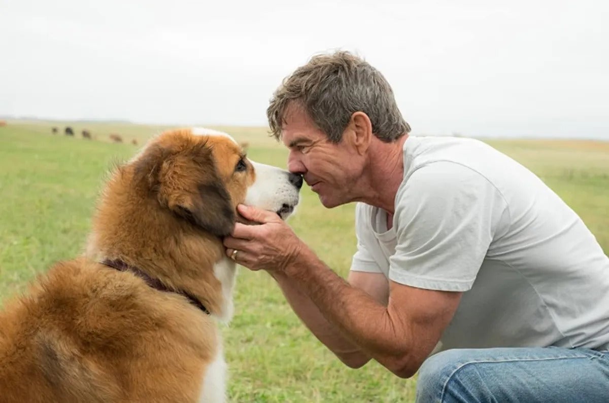 Esse é um filme de cachorro emocionante e divertido (Créditos: Divulgação)