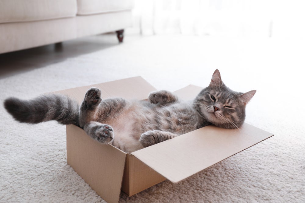 Ao assistir um documentário, gatos ficam mais fáceis de entender