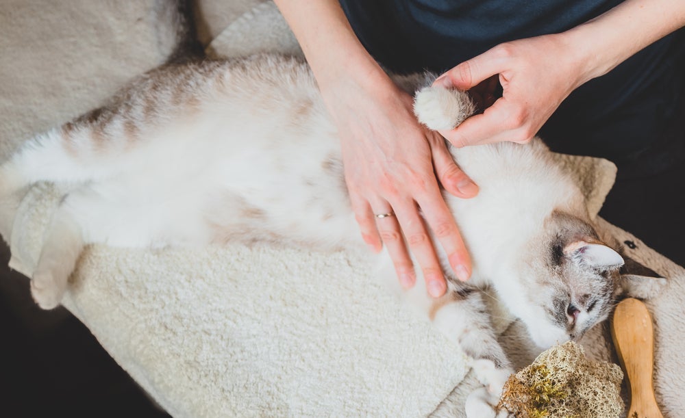 Cães e gatos podem se beneficiar com a fisioterapia veterinária em todas as fases de vida