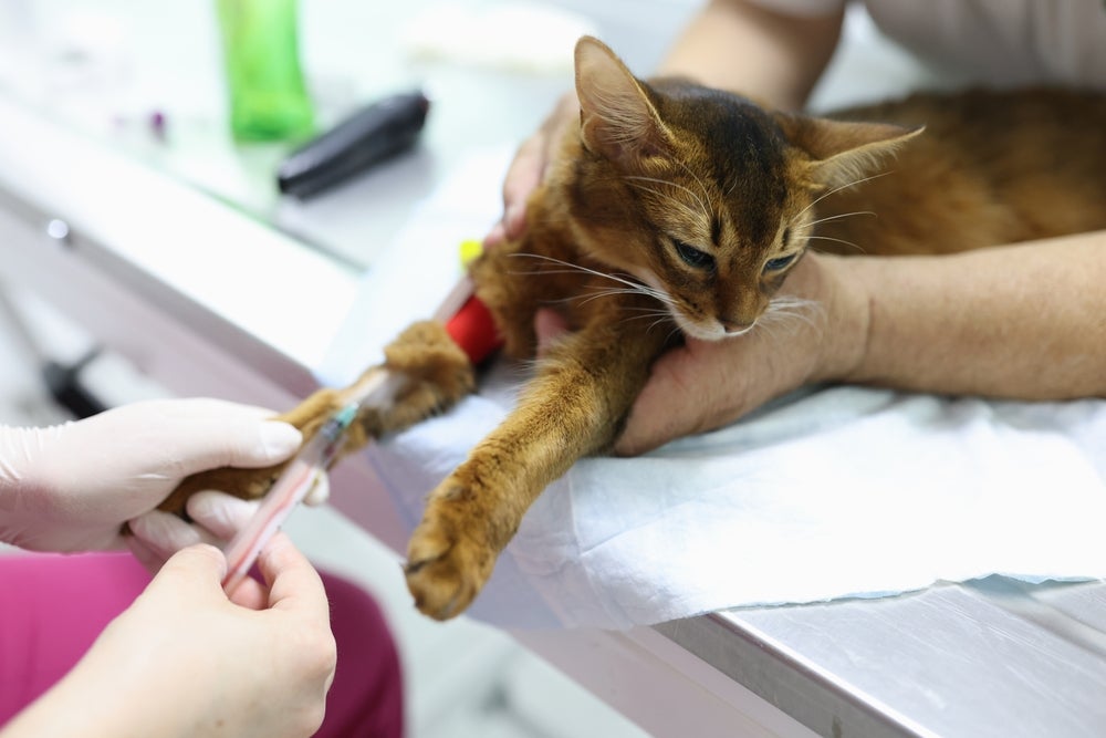 FIV e FeLV: testes são feitos em placas de análise do sangue felino.