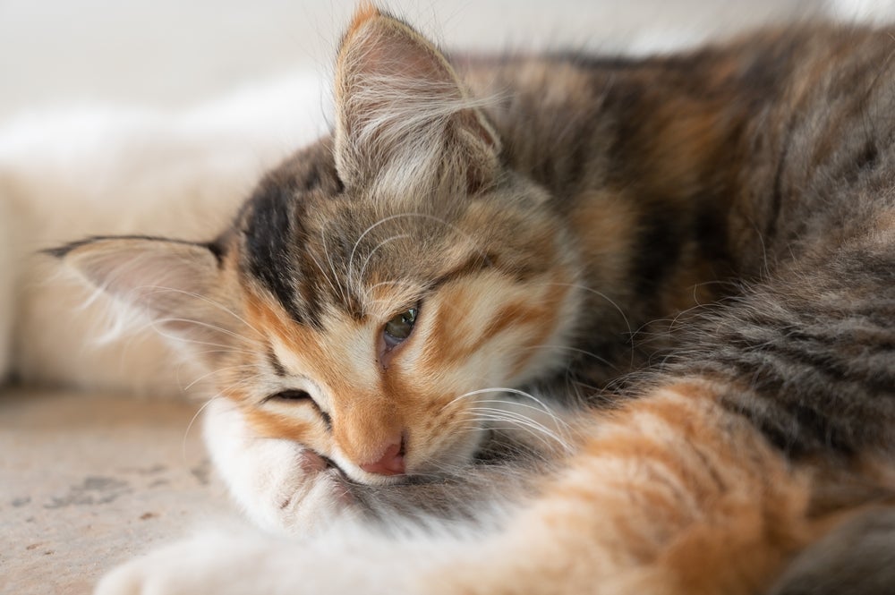 Quanto aos sintomas, FIV felina pode passar por diferentes estágios.