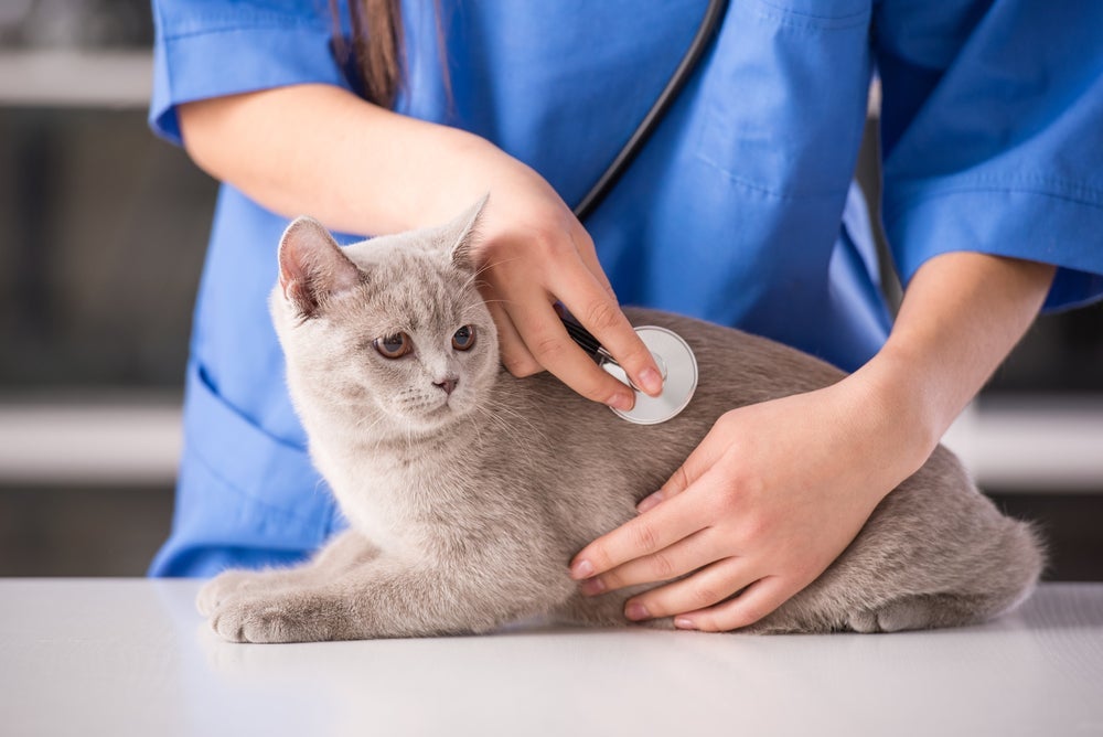 A FIV felina é assintomática por um tempo e só manifesta sintomas em sua fase final, deixando o seu gatinho exposto à outras doenças.