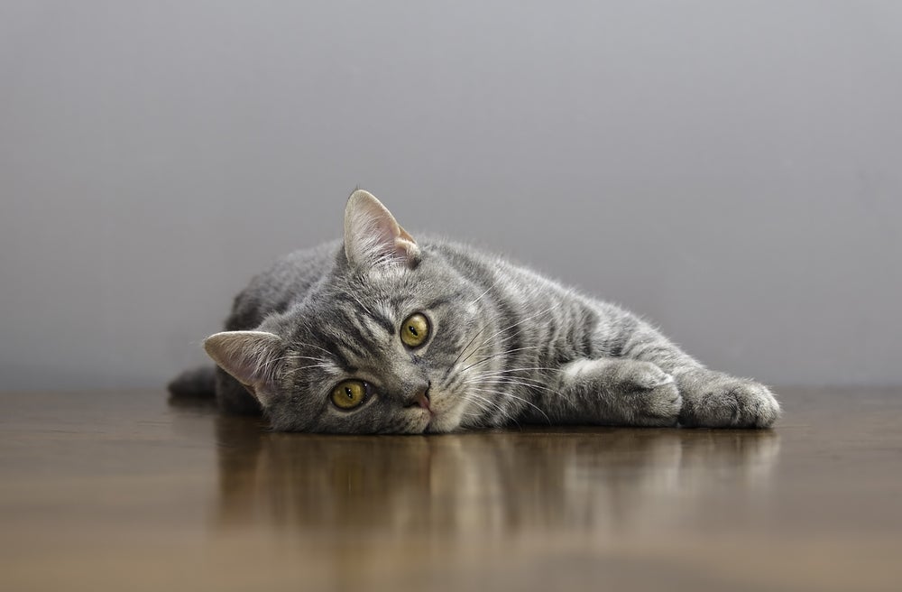 FIV em gatos pode impedir o convívio com outros felinos saudáveis
