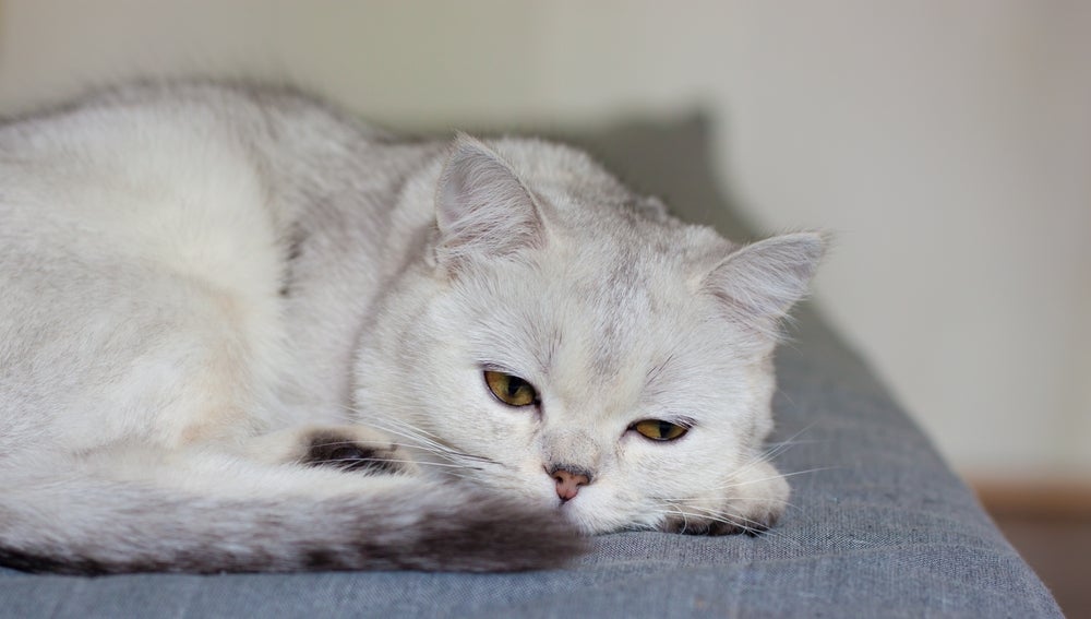 Gato com FIV: sistema imunológico é diretamente afetado