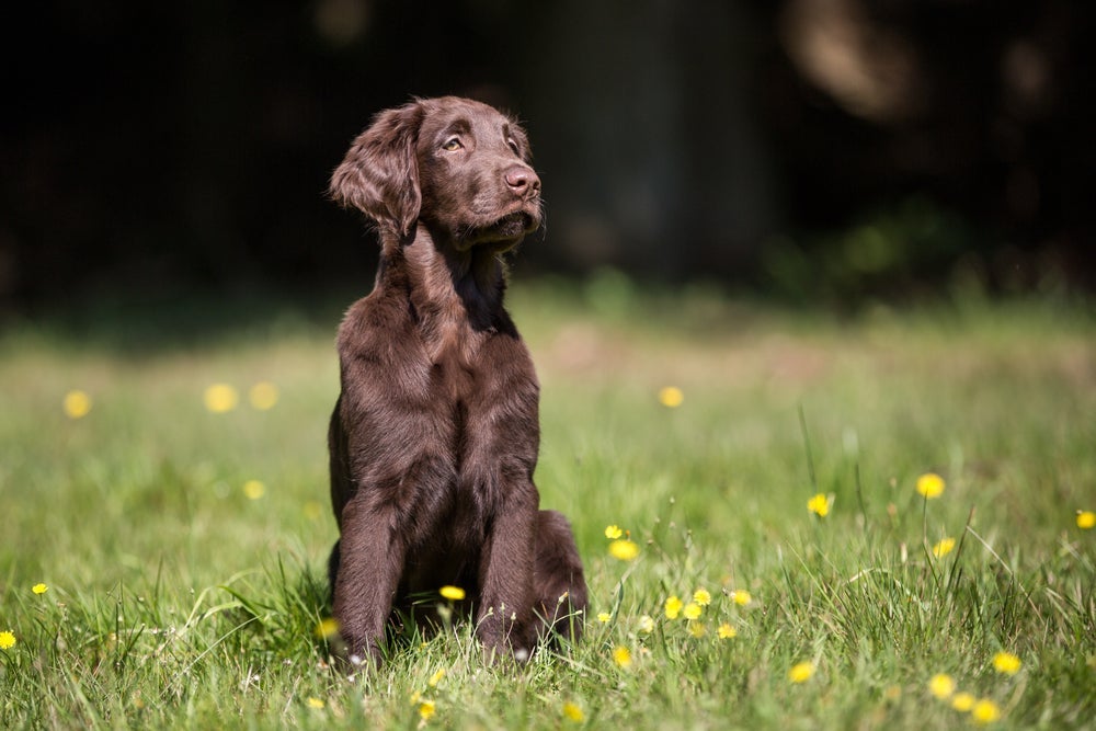 Flat-coated Retriever costuma ser bem inteligente, aspecto herdado do Border Collie