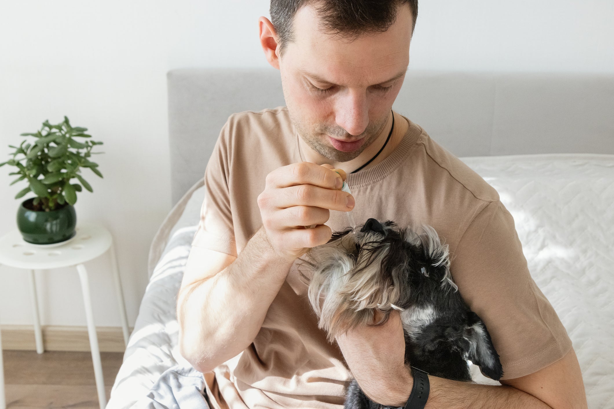 O floral para cachorro estressado pode ajudar no tratamento, mas deve ser prescrito por um especialista