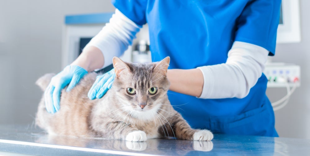 Fluidoterapia em gatos: apesar de não ser dolorido, o pet pode ficar agitado e estressado durante a aplicação do soro subcutâneo