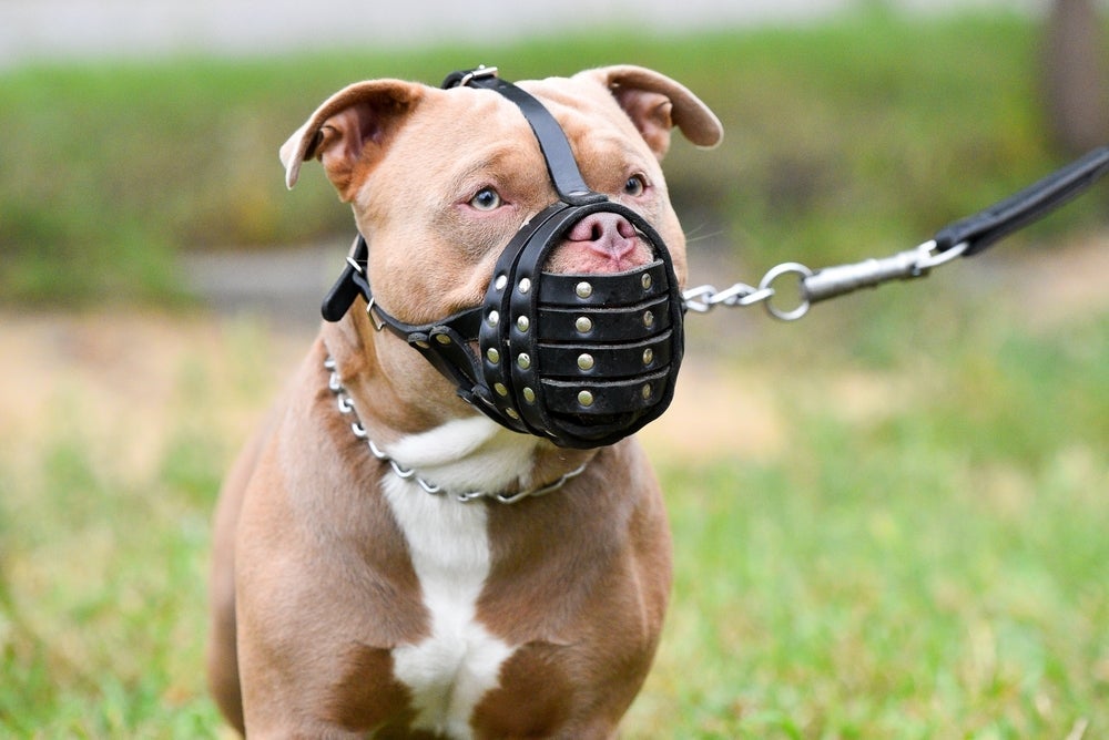 A focinheira para Pitbull é obrigatória, segundo a legislação brasileira.