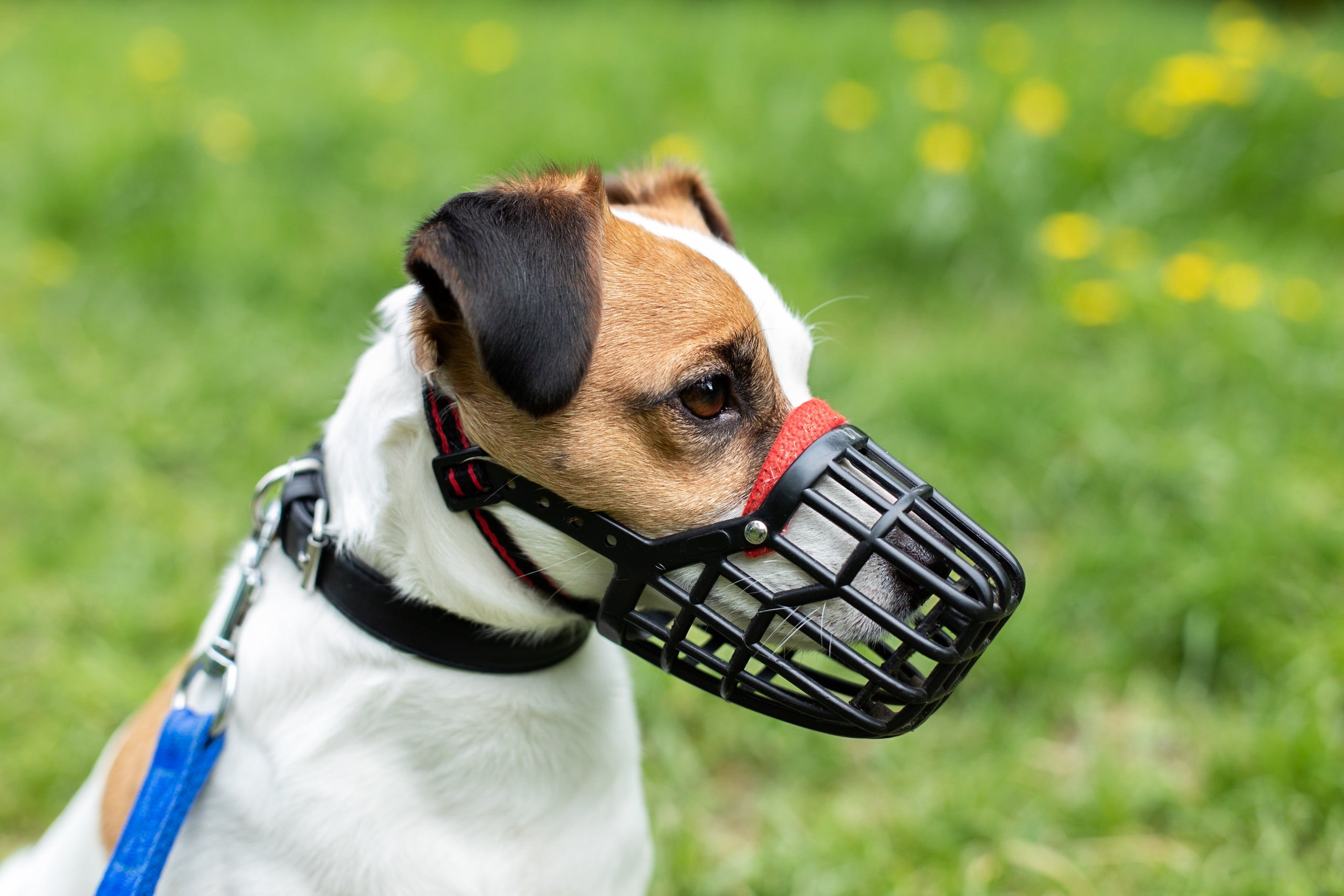 Para utilizar a focinheira, o cachorro deve estar acostumado e confortável com o acessório