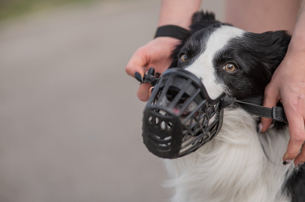 Focinheira: cachorro precisa estar confortável ao usar o acessório.