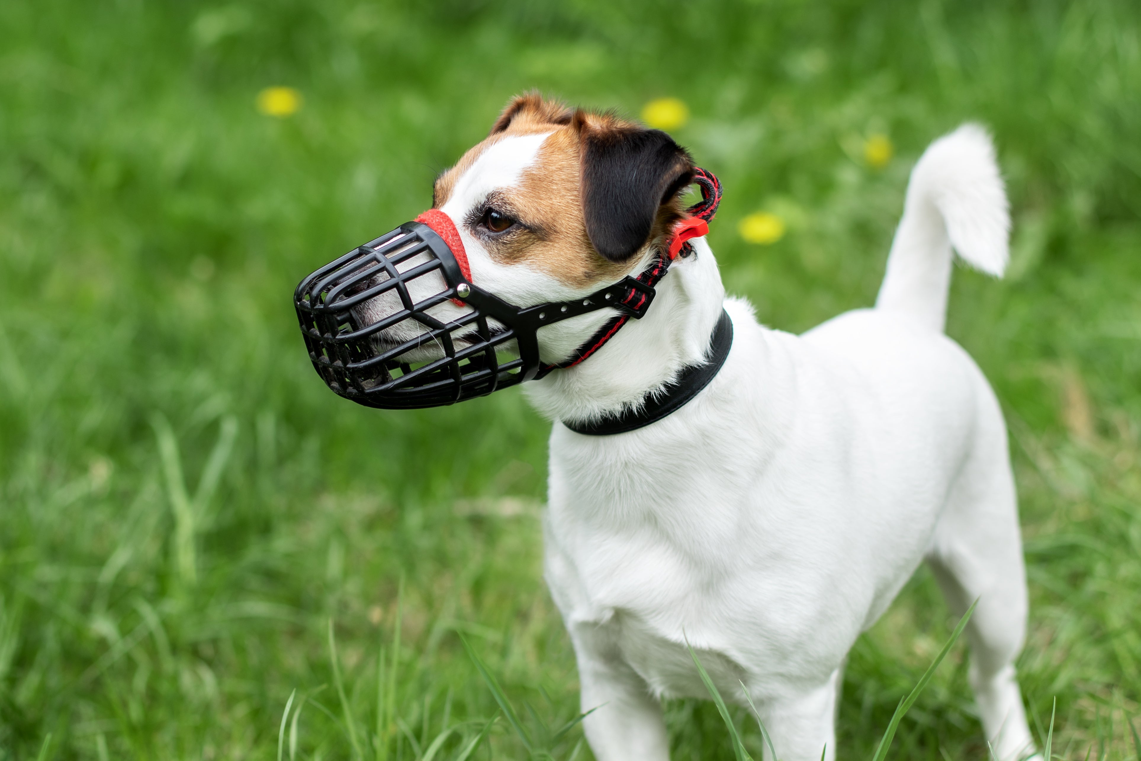 Qualquer cachorro, de qualquer porte, pode precisar de uma focinheira em algum momento