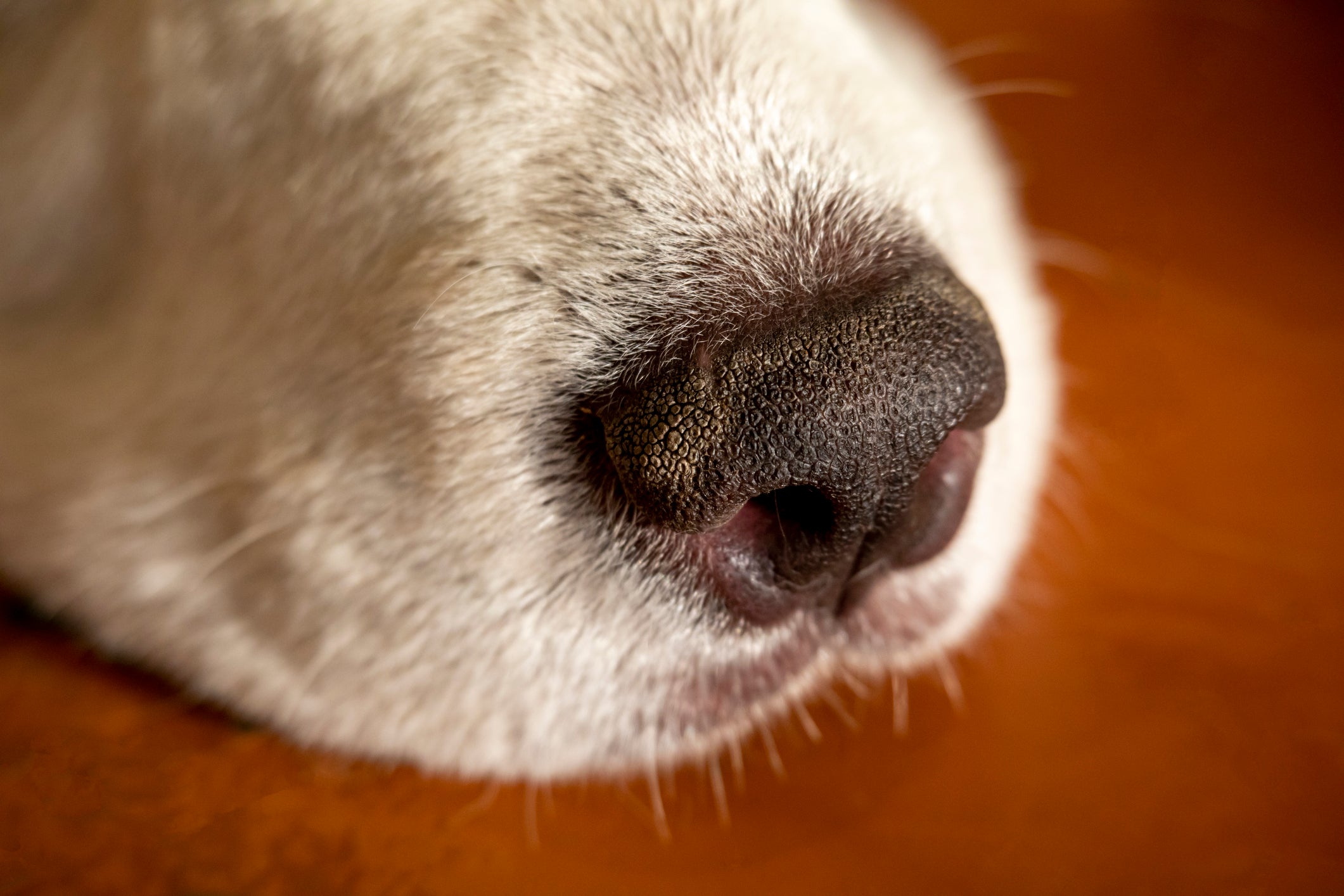 O focinho muito seco ou quente pode indicar que o pet está com febre ou com alguma outra alteração no organismo