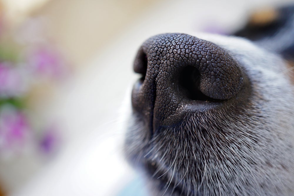 Cada focinho de cachorro tem um desenho único e exclusivo