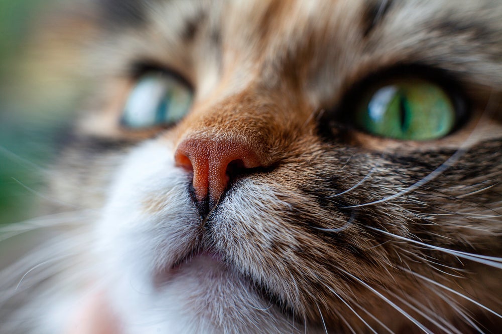 O nariz de gato é capaz de identificar diferentes tipos de cheiros