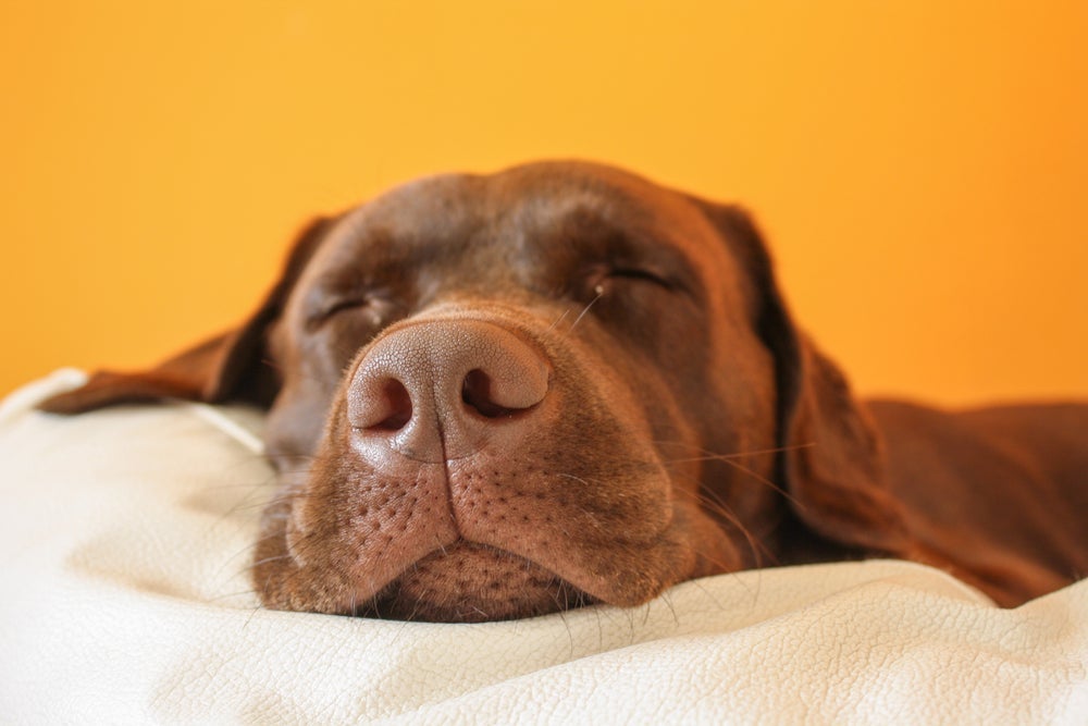 O focinho do cachorro com febre é mais quente e seco