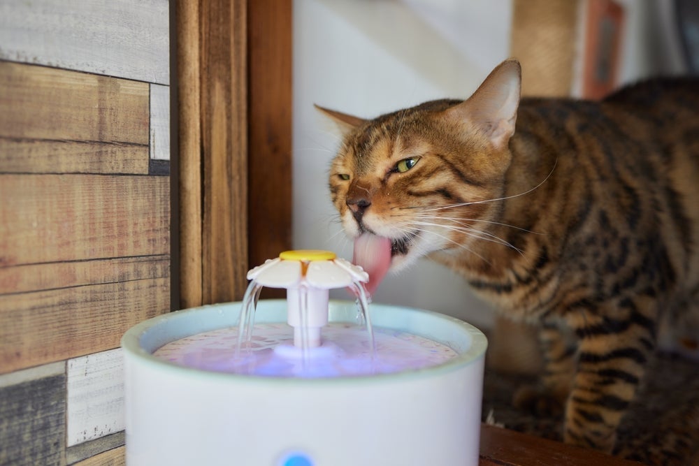 A fonte de água para gatos ajuda os pets a se hidratarem, um hábito importante para ajudar na prevenção de doenças renais.