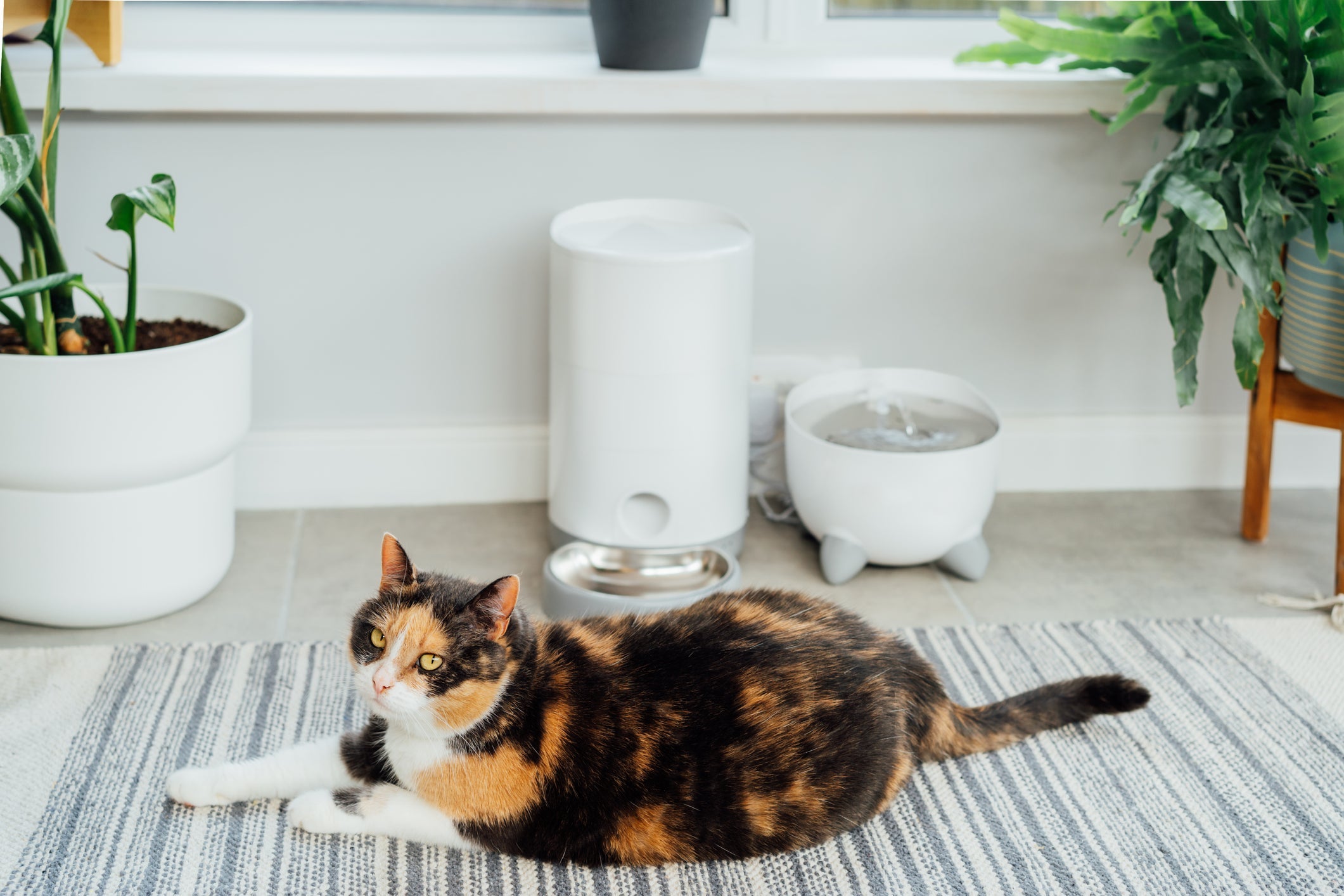 Para incentivar gato a beber água, é necessário trocar o lí­quido com frequência